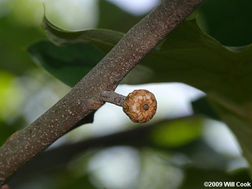 Bear Oak (Quercus ilicifolia)