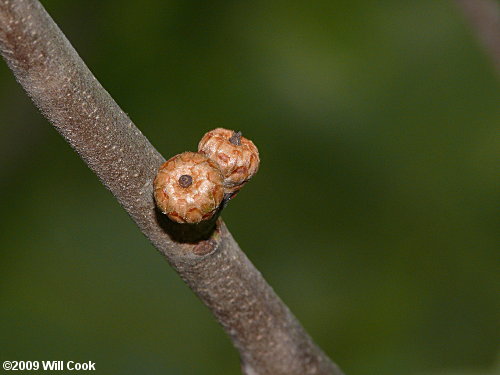 Bear Oak (Quercus ilicifolia)