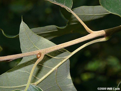 Bear Oak (Quercus ilicifolia)