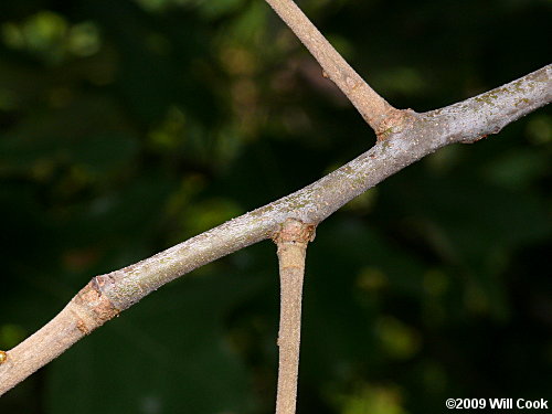 Bear Oak (Quercus ilicifolia)