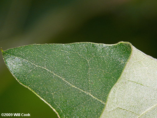 Bear Oak (Quercus ilicifolia)