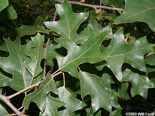 Bear Oak (Quercus ilicifolia)