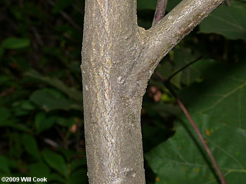 Bear Oak (Quercus ilicifolia)