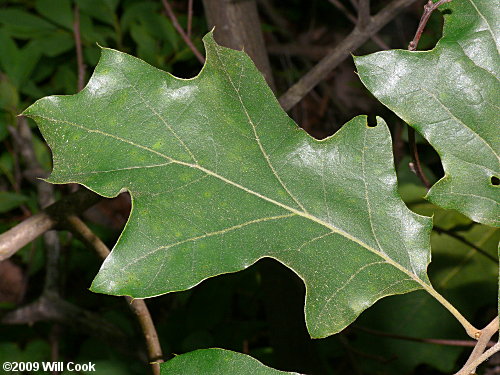 Bear Oak (Quercus ilicifolia)