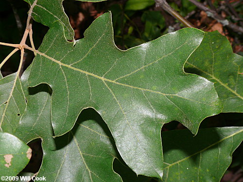 Bear Oak (Quercus ilicifolia)