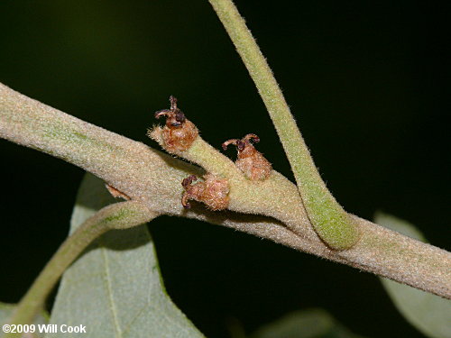 Bear Oak (Quercus ilicifolia)