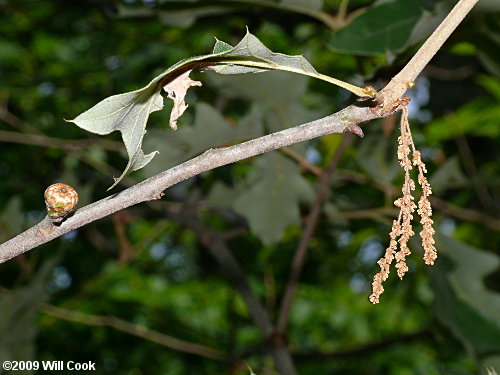 Bear Oak (Quercus ilicifolia)