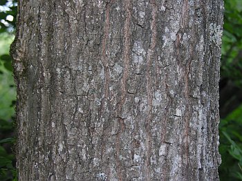 Shingle Oak (Quercus imbricaria)