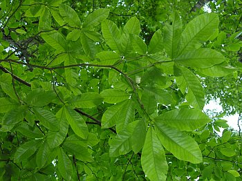 Shingle Oak (Quercus imbricaria)