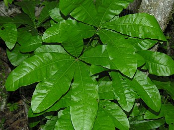 Shingle Oak (Quercus imbricaria)