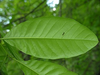 Shingle Oak (Quercus imbricaria)