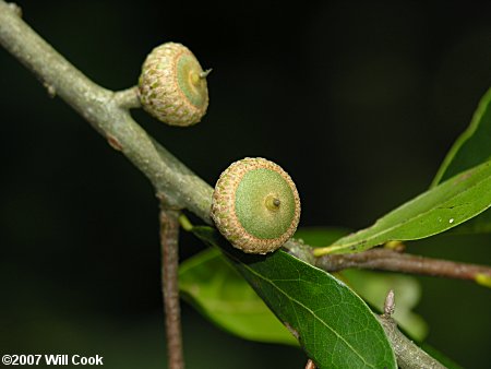 Laurel Oak (Quercus laurifolia) acorn