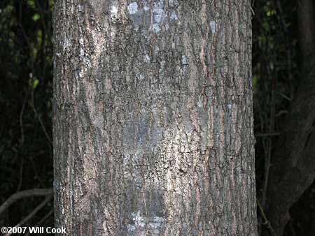 Laurel Oak (Quercus laurifolia) bark