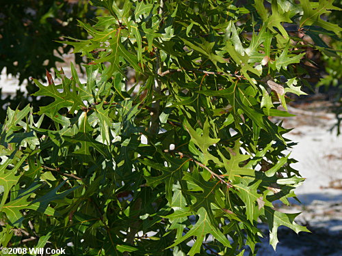 Turkey Oak (Quercus laevis) leaves