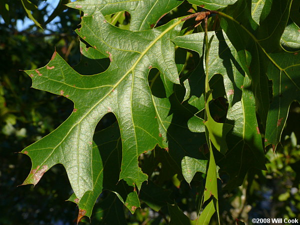 Turkey Oak (Quercus laevis) leaf