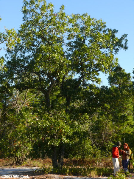 Turkey Oak (Quercus laevis) tree