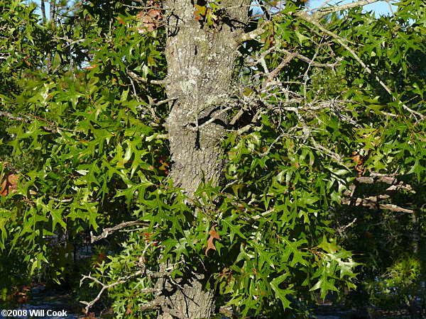 Turkey Oak (Quercus laevis)