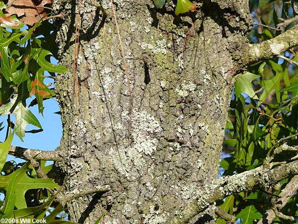 Turkey Oak (Quercus laevis) bark