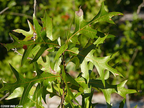 Turkey Oak (Quercus laevis) leaves