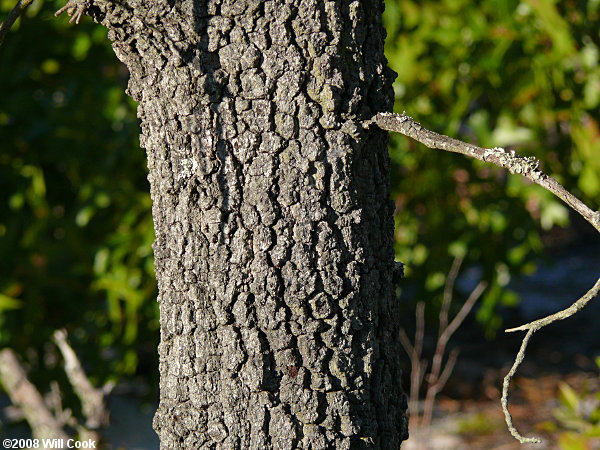 Turkey Oak (Quercus laevis) bark