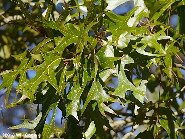 Turkey Oak (Quercus laevis) leaves