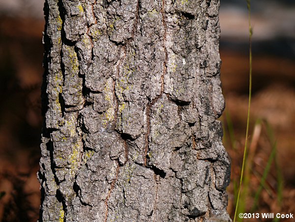 Turkey Oak (Quercus laevis) bark