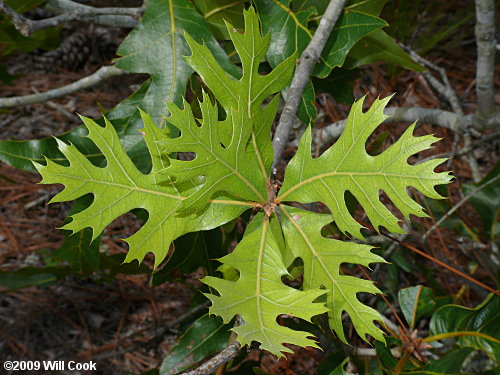 Turkey Oak (Quercus laevis)