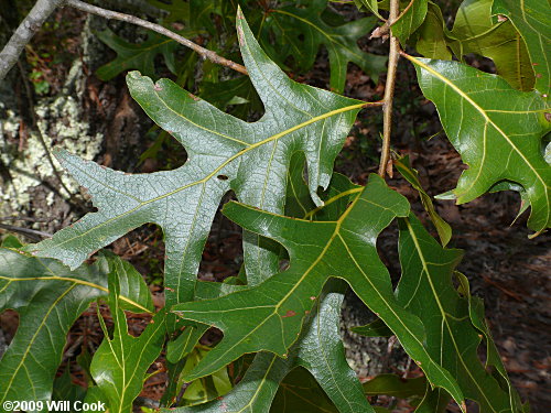 Turkey Oak (Quercus laevis)