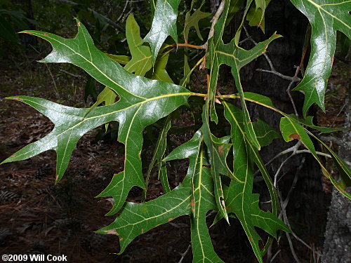 Turkey Oak (Quercus laevis)