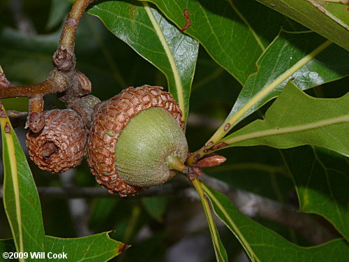 Turkey Oak (Quercus laevis) acorn