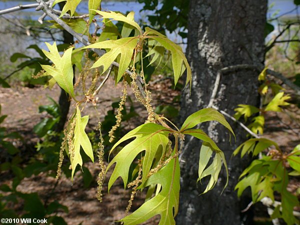 Turkey Oak (Quercus laevis) catkins