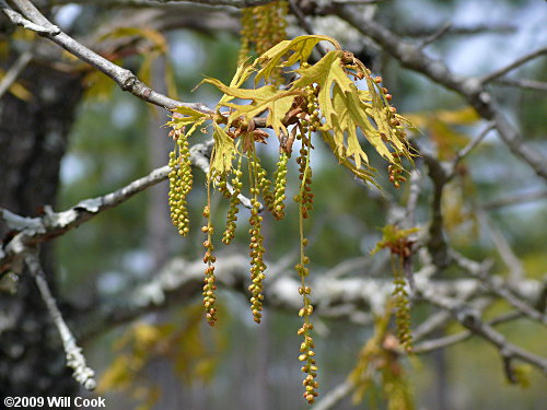 Turkey Oak (Quercus laevis) flowers