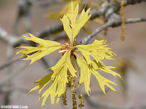 Turkey Oak (Quercus laevis) leaves