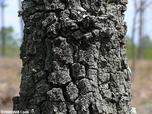 Turkey Oak (Quercus laevis) bark