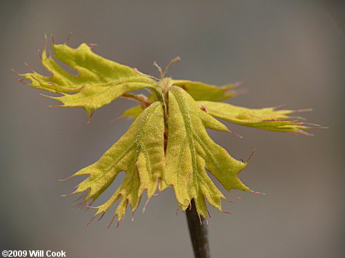 Turkey Oak (Quercus laevis) leaves