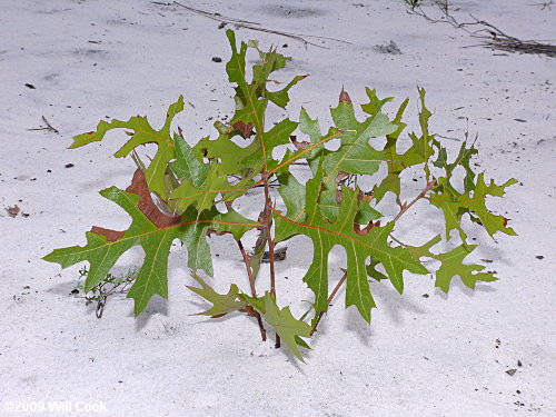 Turkey Oak (Quercus laevis) sand