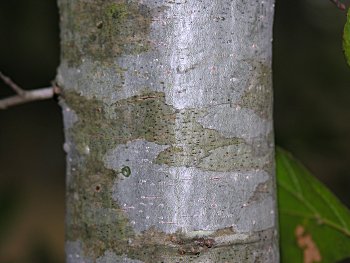 Laurel Oak (Quercus laurifolia) bark