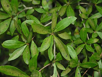 Laurel Oak (Quercus laurifolia)