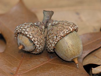 Turkey Oak (Quercus laevis) acorns