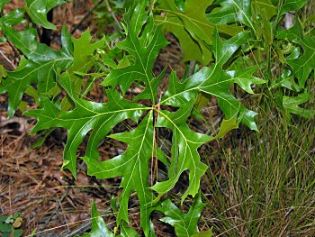 Turkey Oak (Quercus laevis) leaves