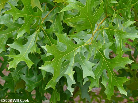 Turkey Oak (Quercus laevis) leaves