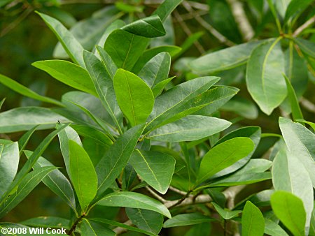 Laurel Oak (Quercus laurifolia)