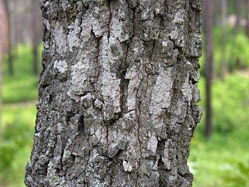 Turkey Oak (Quercus laevis) bark