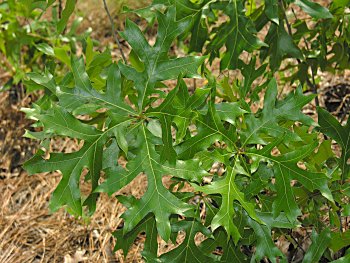 Turkey Oak (Quercus laevis) leaves