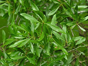 Laurel Oak (Quercus laurifolia)