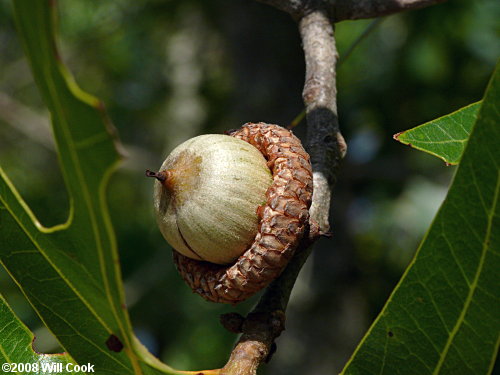 Turkey Oak (Quercus laevis) acorn