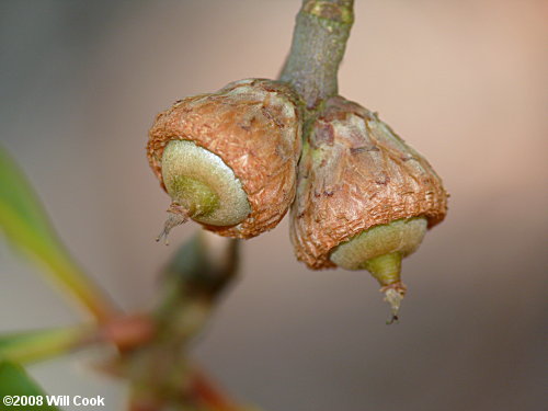 Turkey Oak (Quercus laevis) acorn