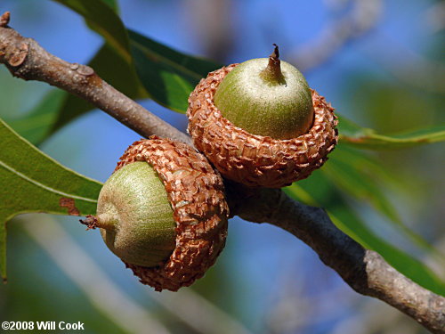 Turkey Oak (Quercus laevis) acorn