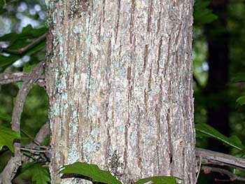 Overcup Oak (Quercus lyrata) bark