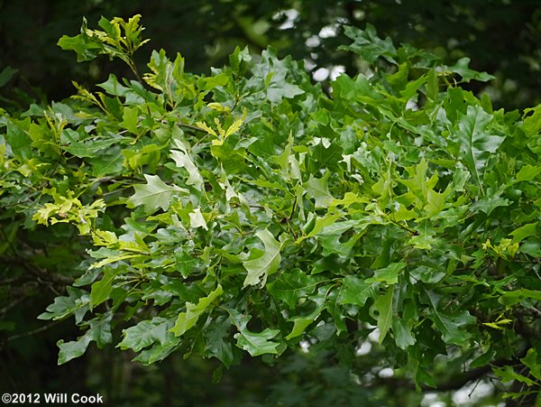 Overcup Oak (Quercus lyrata) leaves